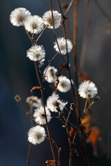 Minimalist beauty of nature, grasses and dried wildflowers in summer, warm brown and natural tones, close-up.