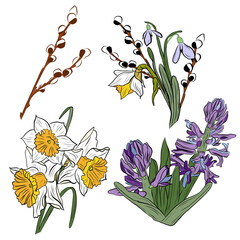 drawing bouquet with willow branch and snowdrops