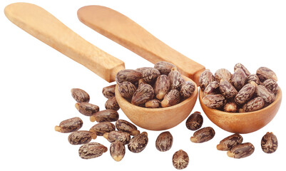 Castor beans in wooden spoon