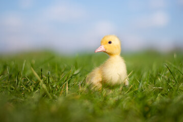 Yellow cute duckling running on meadow field on sunny day.