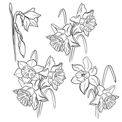 Drawing of a bouquet of daffodils 4-1