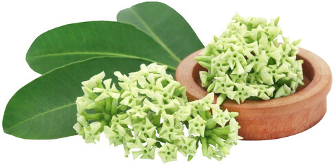 Flowers of Alstonia scholaris