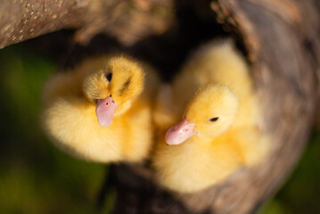 Yellow cute duckling running on meadow field on sunny day.