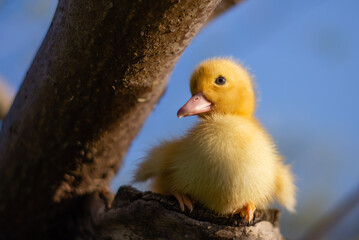 Yellow cute duckling running on meadow field on sunny day.