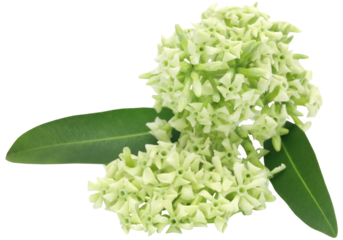 Flowers of Alstonia scholaris