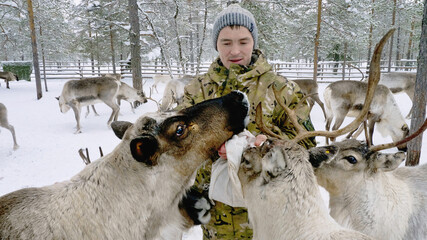 Western Siberia, reindeer herder of the Khanty people feeds reindeer in a pen. © Eugene R.