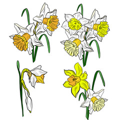 Drawing of a bouquet of daffodils