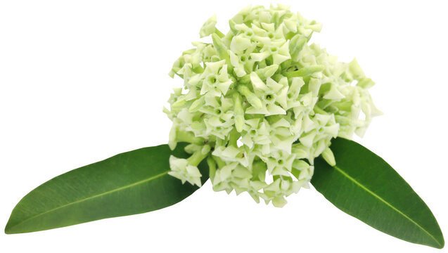 Flowers of Alstonia scholaris