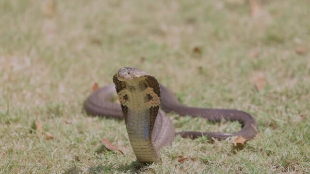 Cobra snake on green grass. Snake is being picked up with hooks by a trained animal handler.