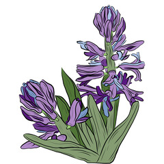 hyacinth line drawing for design