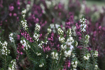 Winter heath