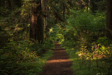 California Scenic Redwood Forest Trail