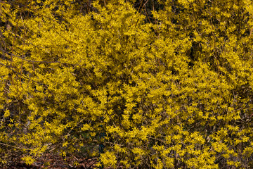 Gelb blühende Forsythie im Garten.