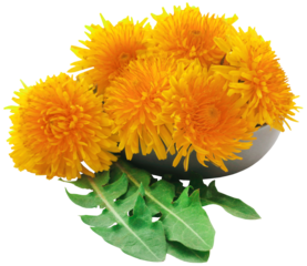 Medicinal dandelion