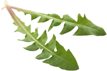 Medicinal dandelion leaves