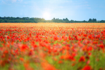Flowers Red poppies blossom on wild field. Beautiful field red poppies with selective soft focus. Red poppies in soft light. Glade red poppies.