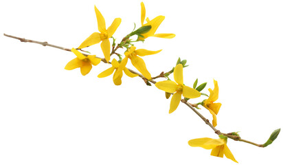 Obraz premium Bunch of fresh forsythia