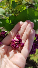 Garden flowers roses lilac irises