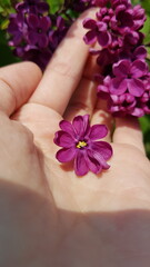 Fototapeta na wymiar Garden flowers roses lilac irises