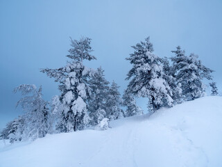 Snow-covered trees on the background of Arctic hills. Minimalistic landscape with naked snowy trees in a winter field. Wide panoramic view of the Arctic winter.