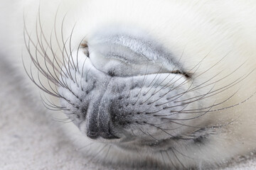 Detailaufnahme der Nase, des Maules und der Barthaare  eines Kegelrobbenjungtieres auf Helgoland.