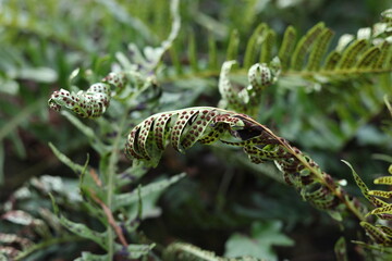 Common polypody