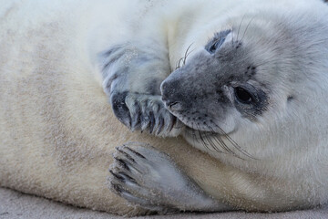 Naklejka premium Ein Kegelrobbenjungtier auf Helgoland nuckelt an seiner Flosse.
