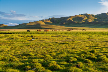 Fototapeta na wymiar landscape with field and mountains