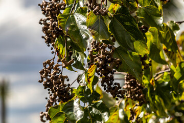 Japanese grape tree or Japanese grape, Hovenia dulcis loaded with fruits in a farm in Brazil