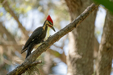 Pileated Woodpecker.1