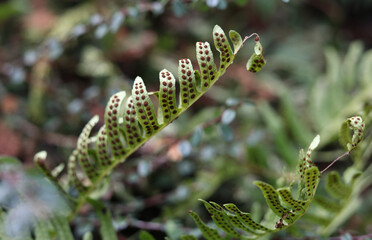 Common polypody, Polypodium vulgare