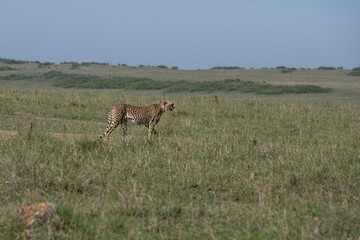 cheetah  in the vast wilderness of Africa