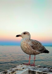 Seagull on the beach.