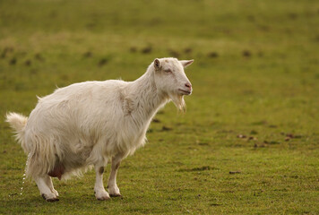 A peeing goat in a pasture