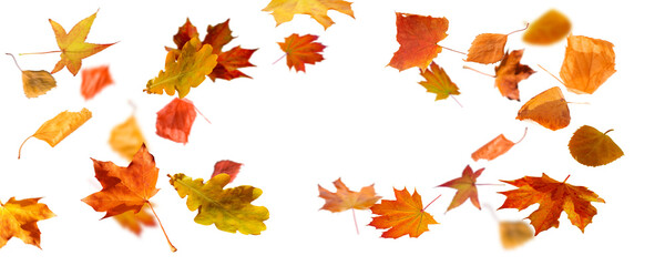 frame from autum colored fall leaves in the wind isolated on transparent background, overlay...