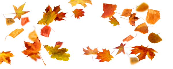 frame from autum colored fall leaves in the wind isolated on transparent background, overlay texture with copy space in the middle