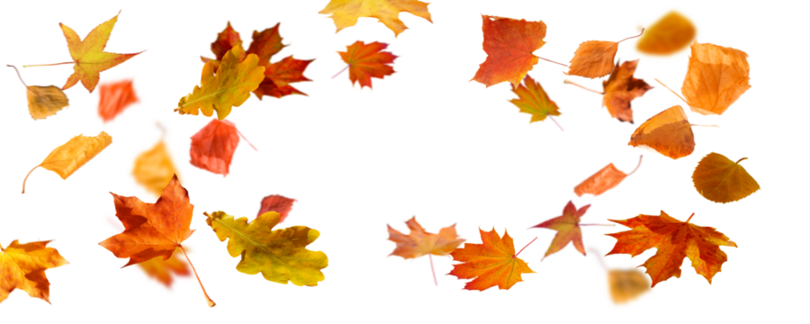 frame from autum colored fall leaves in the wind isolated on transparent background, overlay texture with copy space in the middle