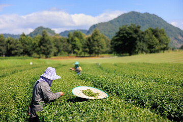  farmers women picking little green tea leaves in farmland at Chiang mai Thailand..