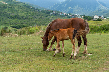 Obraz premium horse and foal