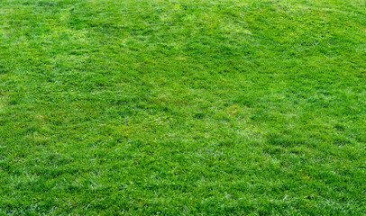 Green lawn grass in garden natural background texture copy space selective focus