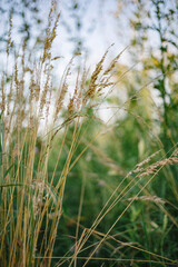 wheat field in the wind
