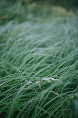 wheat field in the wind
