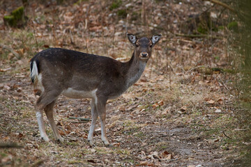 Naklejka na ściany i meble Female Fallow deer in natural environment, Carpathian forest, Slovakia