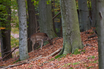 Female Fallow deer in natural environment, Carpathian forest, Slovakia