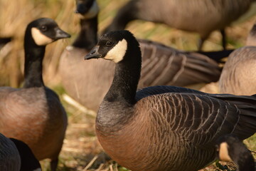 Cackling Goose