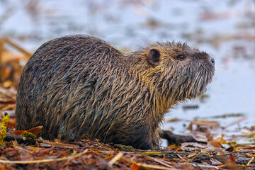 Coypu - Myocastor coypus, also known as river rat or nutria, is large, herbivorous, semiaquatic rodent and only member of family Myocastoridae.