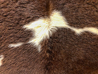 Real Cow Fur Skin Texture in Brown & White Color