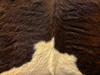 Real Cow Fur Skin Texture in Brown & White Color