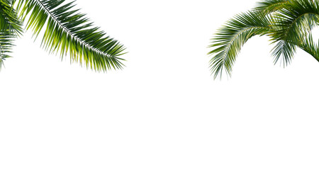 green curved palm leaves isolated on transparent background, texture overlay for vacation,...
