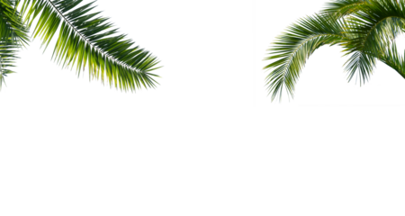 green curved palm leaves isolated on transparent background, texture overlay for vacation, relaxation, travel and wellness